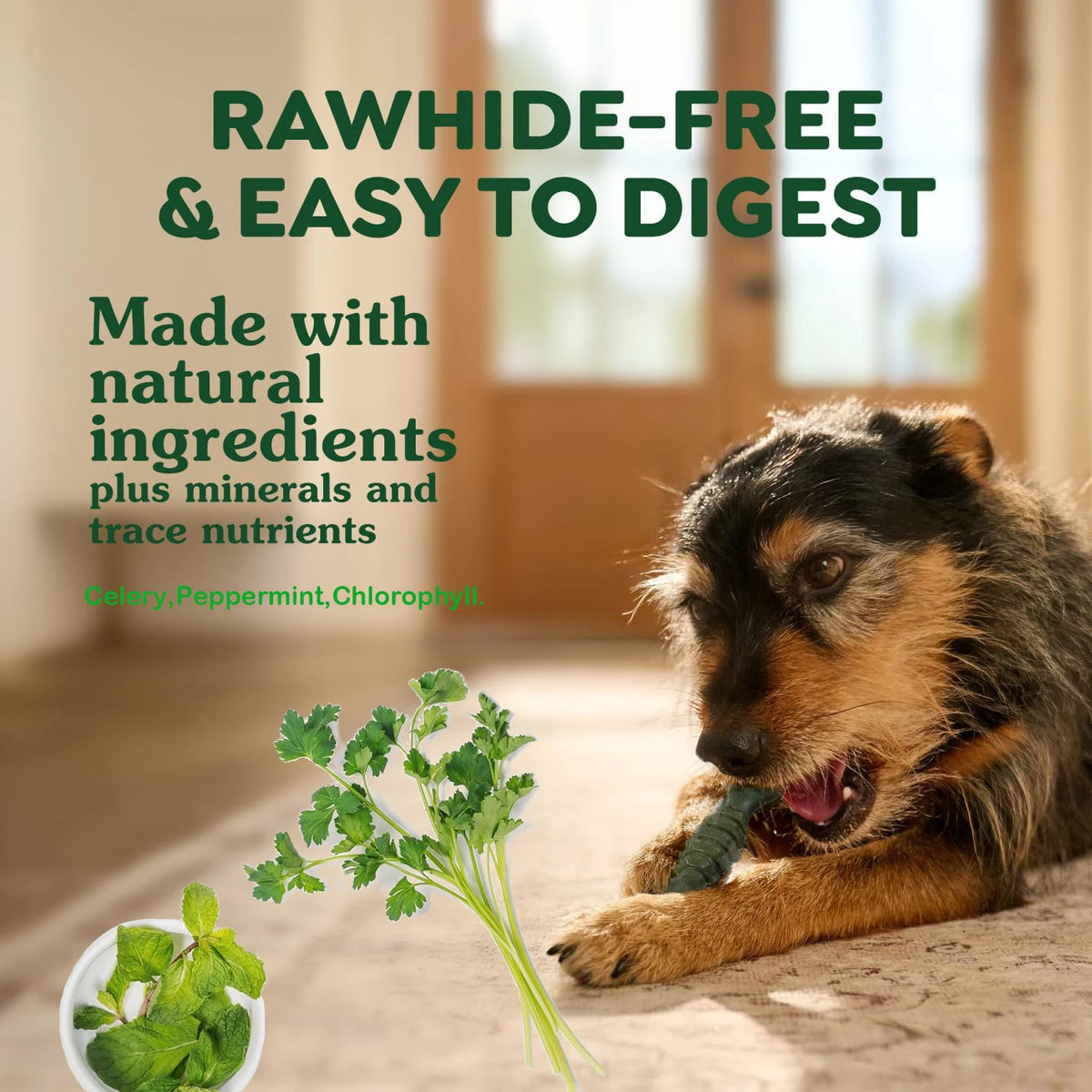 Dent Fresh Dog Treats, Peppermint Flavor Dental Toothbrush with Chlorophyll & Peppermint, Helps Clean Teeth & Healthy Gums